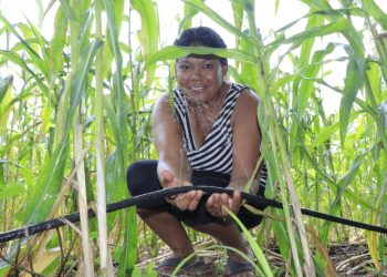 Sistemas de riego contribuyen al aumento de cultivos en el área rural