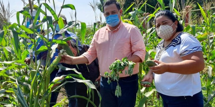Más de 2 mil huertos escolares contribuyen a la seguridad alimentaria en el país