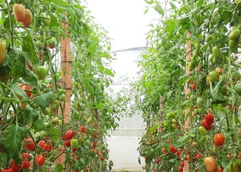 Macrotúneles refuerzan la producción de alimentos en Malacatancito