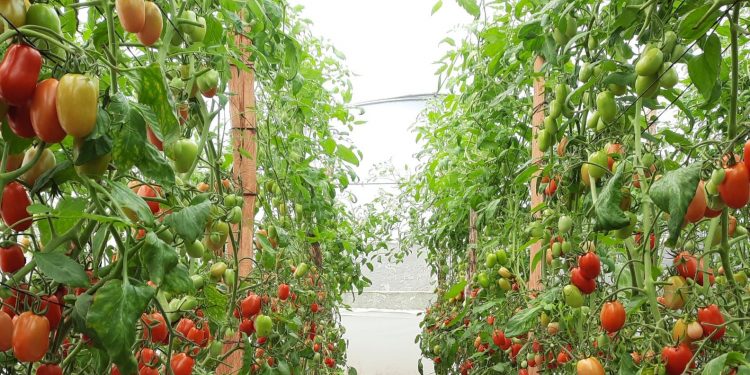 Macrotúneles refuerzan la producción de alimentos en Malacatancito