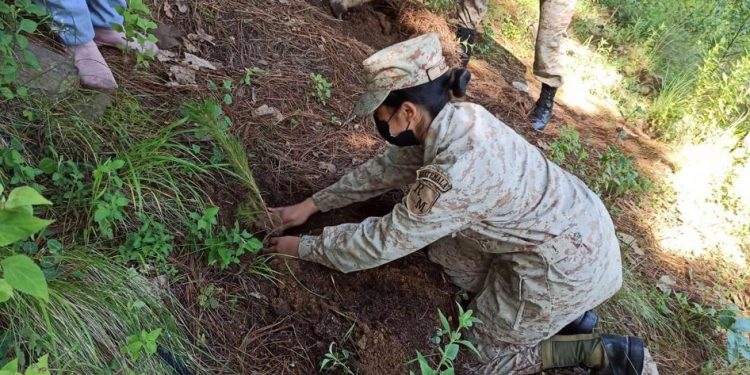 Reservistas militares apoyan reforestación en Totonicapán
