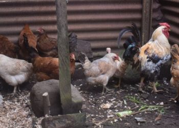 MAGA trabaja en el resguardo del patrimonio avícola en Suchitepéquez