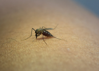 Salud implementa acciones para combatir enfermedades transmitidas por vectores