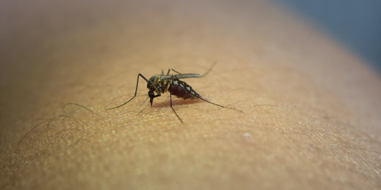 Salud implementa acciones para combatir enfermedades transmitidas por vectores