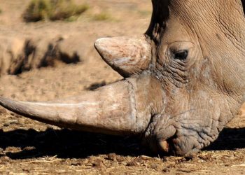 Caza de rinocerontes por sus cuernos disminuye, pero especie sigue en peligro