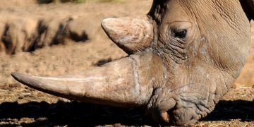 Caza de rinocerontes por sus cuernos disminuye, pero especie sigue en peligro