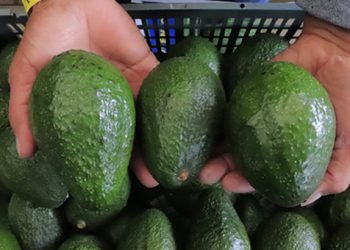 Productores de aguacate fortalecen estrategias comerciales