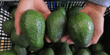 Productores de aguacate fortalecen estrategias comerciales