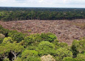 Deforestación en Brasil se aceleró en últimas cuatro décadas, según estudio