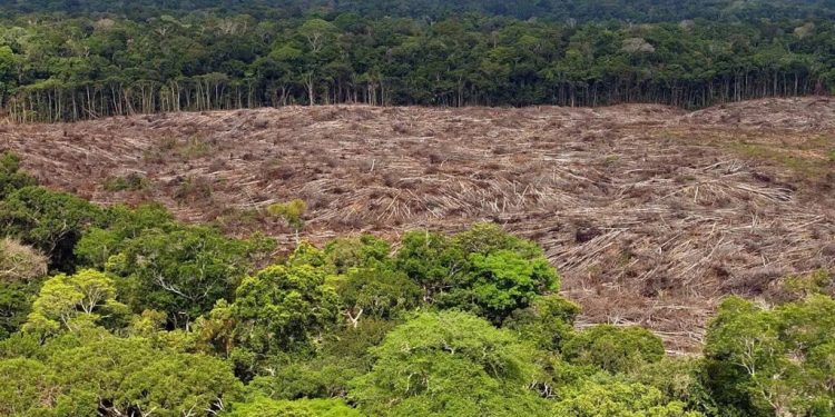 Deforestación en Brasil se aceleró en últimas cuatro décadas, según estudio