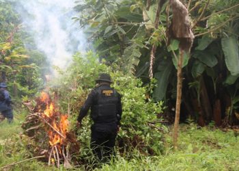 Destruyen narcolaboratorio y más de 250 mil arbustos de hoja de coca