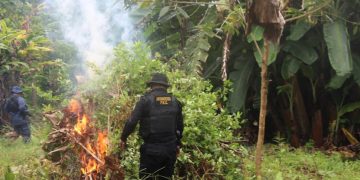 Destruyen narcolaboratorio y más de 250 mil arbustos de hoja de coca