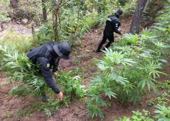 Destruyen marihuana valorada en más de 187 mil quetzales, en Totonicapán