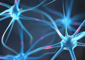 Activar la formación de neuronas restaura la memoria en ratones con alzhéimer