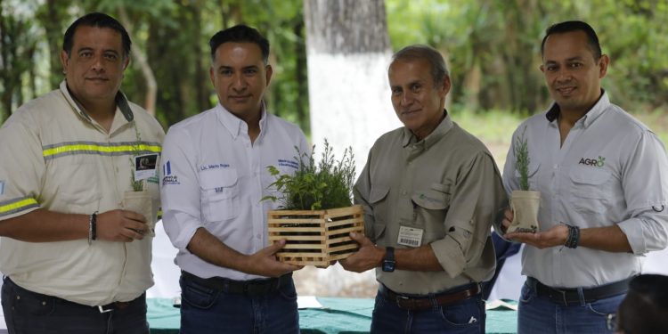 donativo, reforestación.