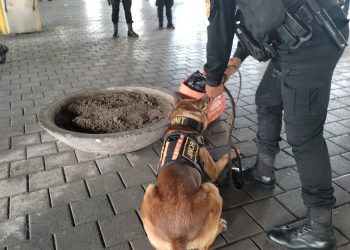 Agente canino detecta marihuana en la terminal de buses de la Cenma