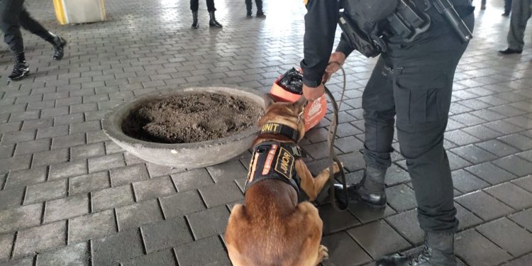 Agente canino detecta marihuana en la terminal de buses de la Cenma