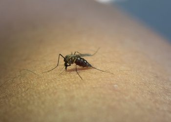 El dengue se contagia únicamente por el piquete de mosquitos o zancudos.