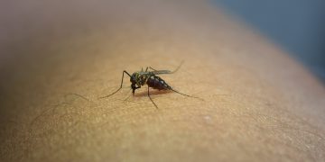 El dengue se contagia únicamente por el piquete de mosquitos o zancudos.