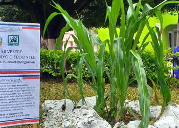 Maíz silvestre ha sido declarado como Patrimonio Cultural y Biológico de Santa Ana Huista en Huehuetenango.