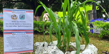 Maíz silvestre ha sido declarado como Patrimonio Cultural y Biológico de Santa Ana Huista en Huehuetenango.