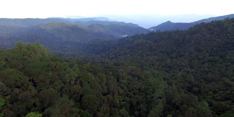 Alianza multisectorial fortalece protección de la biodiversidad de Baja Verapaz