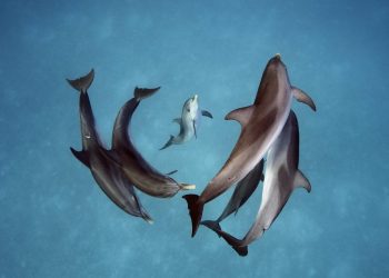 Delfines crean grandes alianzas como los humanos, según estudio