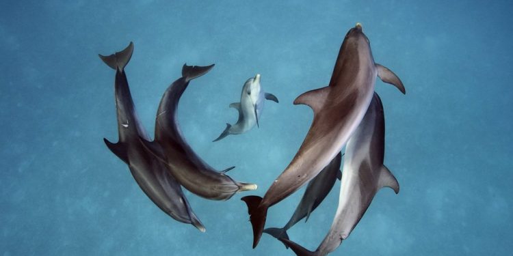 Delfines crean grandes alianzas como los humanos, según estudio