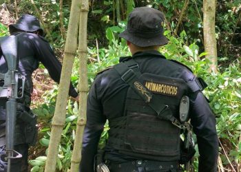 Erradican más de 10 mil arbustos de coca en Izabal