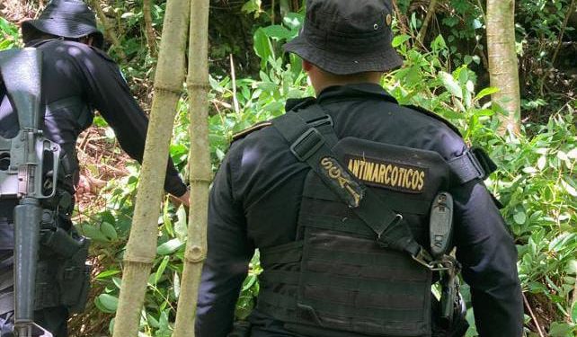 Erradican más de 10 mil arbustos de coca en Izabal