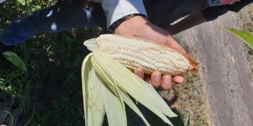 Reiteran compromiso por incentivar producción de maíz