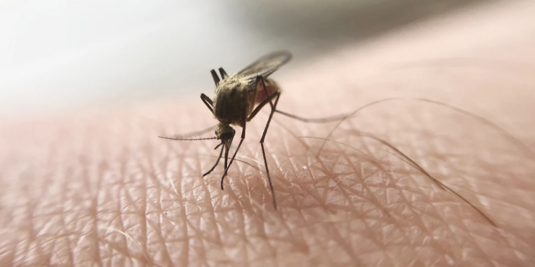 Comparten recomendaciones para prevenir enfermedades transmitidas por vectores