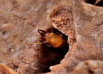 Termitas pueden ser importantes para el ciclo del carbono