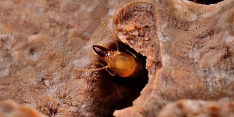 Termitas pueden ser importantes para el ciclo del carbono