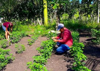Mineduc busca establecer escuelas técnicas de campo en Joyabaj