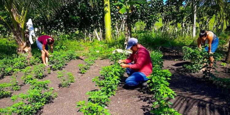 Mineduc busca establecer escuelas técnicas de campo en Joyabaj