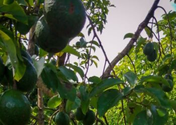 MAGA asesora a productores de aguacate booth 8 en Petén