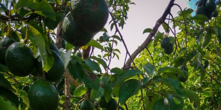 MAGA asesora a productores de aguacate booth 8 en Petén