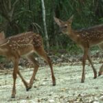 Cámaras trampa apoyan en la conservación de especies
