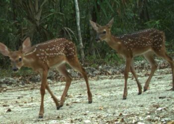 Cámaras trampa apoyan en la conservación de especies