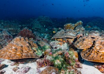 Proyecto de siembra de corales busca restaurar ecosistemas en islas Galápagos