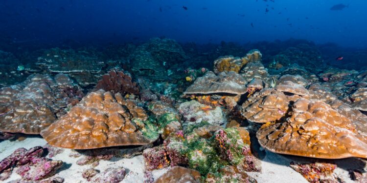 Proyecto de siembra de corales busca restaurar ecosistemas en islas Galápagos
