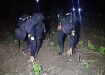 Erradican plantas de marihuana valoradas en 300 millones de quetzales