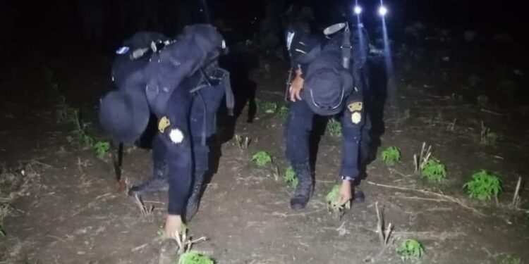 Erradican plantas de marihuana valoradas en 300 millones de quetzales