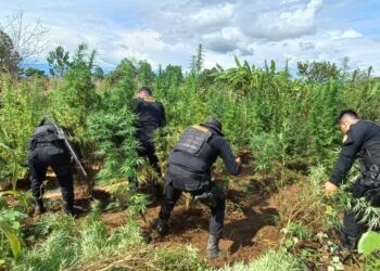 Agentes de la PNC erradicaron más de 130 mil matas de marihuana en Totonicapán.