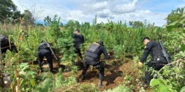 Agentes de la PNC erradicaron más de 130 mil matas de marihuana en Totonicapán.