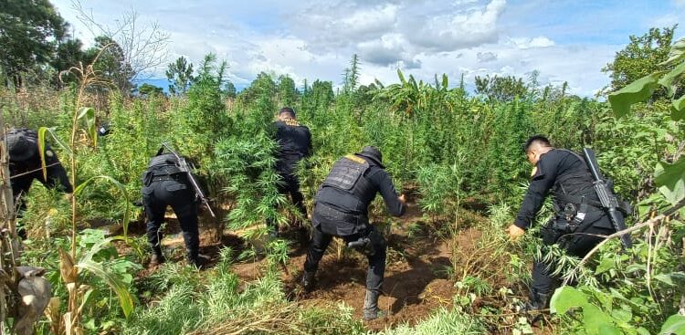 Agentes de la PNC erradicaron más de 130 mil matas de marihuana en Totonicapán.