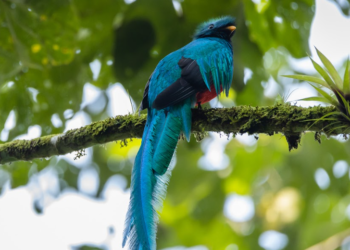 Guatemala celebra el Día del Quetzal