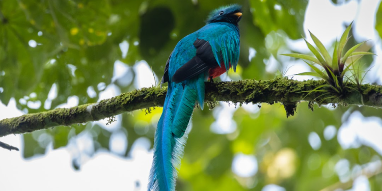 Guatemala celebra el Día del Quetzal