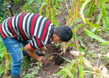 El Marn realizó jornadas de reforestación en El Progreso.